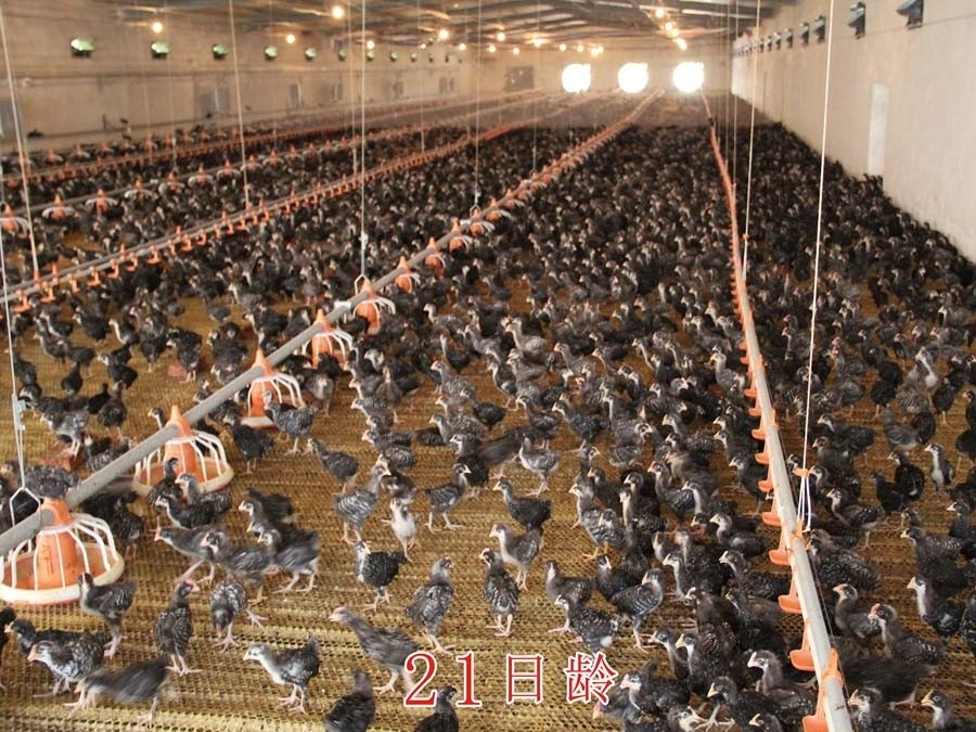 汶上蘆花雞生長(zhǎng)階段的飼養(yǎng)劃分